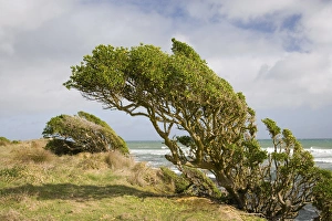 Windswept Plants, Cape Egmont, Taranaki, North Island, New Zealand Windswept Plants, Cape Egmont, Taranaki, North Island, New Zealand