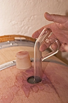 Prints of A wine sampling pipette taking a sample from a barrel, silicon bung plug, hand with thumb - Chateau La Grave Figeac, Saint Emilion, Bordeaux Images Dated 2007 May: Wine Sampling at Chateau La Grave Figeac Print