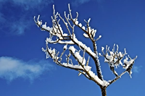 Winter frost. Winter in British Columbia brings a variety of landscapes and closeups Winter frost. Winter in British Columbia brings a variety of landscapes and closeups