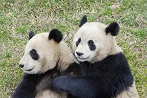 Alice Garland Collection: Wolong Reserve, China, Giant panda hugging another
