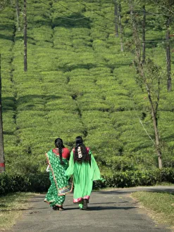 Women walking on path amid tea estate in the Anaimalai Hills near Valparai, Tamil Nadu, India Women walking on path amid tea estate in the Anaimalai Hills near Valparai, Tamil Nadu, India