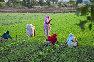 Women work on farmland, Bijaipur, Rajasthan, India Women work on farmland, Bijaipur, Rajasthan, India