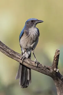 Woodhouses Scrub Jay (Aphelocoma woodhouseii) perched Woodhouses Scrub Jay (Aphelocoma woodhouseii) perched