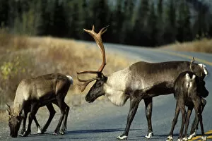 Alaska Highway Collection: woodland caribou, Rangifer tarandus, bull and cows crossing a road, Alaska highway