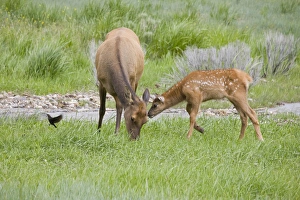 WY, Yellowstone National Park, Elk calf and mother WY, Yellowstone National Park, Elk calf and mother