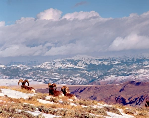 Wyoming, near Dubois, Wind River Mountains, Whiskey Mountain, Bighorn Ram (Ovis canadensis) Wyoming, near Dubois, Wind River Mountains, Whiskey Mountain, Bighorn Ram (Ovis canadensis)