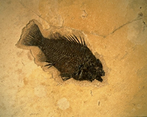 WYOMING, USA. Fossil fish (perch) (Pricacara serrata). 55-50 million-year-old Green River WYOMING, USA. Fossil fish (perch) (Pricacara serrata). 55-50 million-year-old Green River