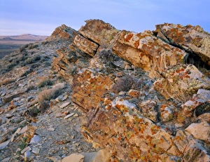 Wyoming. USA. Lichen on tilted rock. Great Divide Basin. Red Desert Wyoming. USA. Lichen on tilted rock. Great Divide Basin. Red Desert