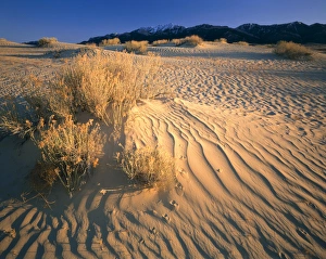 WYOMING. USA. Rabbitbrush & bird tracks in dunes below Ferris Mountains. Ferris Dunes WYOMING. USA. Rabbitbrush & bird tracks in dunes below Ferris Mountains. Ferris Dunes