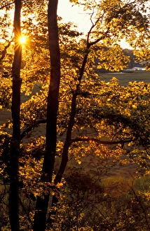 Yarmouth, ME. The sun shines through oak trees on the edge of a salt marsh near the Royal River Yarmouth, ME. The sun shines through oak trees on the edge of a salt marsh near the Royal River