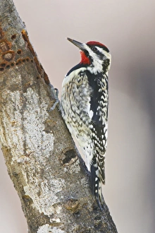 Yellow-bellied Sapsucker (Sphyrapicus varius) male feeding on sap Yellow-bellied Sapsucker (Sphyrapicus varius) male feeding on sap
