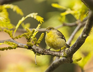 Yellow Finch with young seeds of a Honey Locust Tree Yellow Finch with young seeds of a Honey Locust Tree