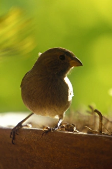Yellow Grass Finch, Soufriere, St Lucia, Caribbean Yellow Grass Finch, Soufriere, St Lucia, Caribbean