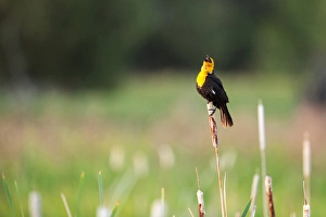 Yellow Headed Blackbird in the national bison range, montana Yellow Headed Blackbird in the national bison range, montana