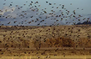 Yellow-headed and red-winged blackbirds in refuge at Bosque del Apache, New Mexico Yellow-headed and red-winged blackbirds in refuge at Bosque del Apache, New Mexico