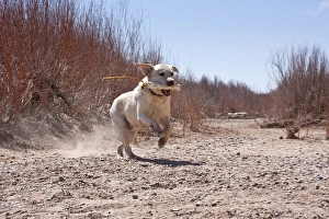 A Yellow Labrador Retriever running with a retrieving dummy in his mouth A Yellow Labrador Retriever running with a retrieving dummy in his mouth