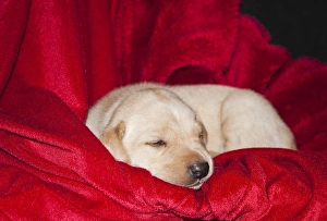 A Yellow Labrador Retriever sleeping on a red blanket A Yellow Labrador Retriever sleeping on a red blanket