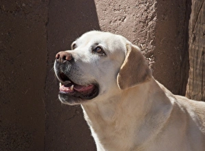 A Yellow Labrador Retriever standing in front of an adobe wall A Yellow Labrador Retriever standing in front of an adobe wall