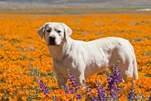 Yellow Labrador Retriever standing in a field of poppies at Antelope Valley California Yellow Labrador Retriever standing in a field of poppies at Antelope Valley California