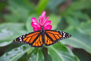 Yellow-patch Longwing (Heliconius clysonymus) on pink flower, Panama Yellow-patch Longwing (Heliconius clysonymus) on pink flower, Panama