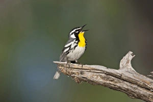 Yellow-throated Warbler (Dendroica dominica) adult male singing on breeding territory Yellow-throated Warbler (Dendroica dominica) adult male singing on breeding territory