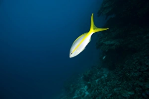 Yellowtail Snapper, Caribbean Scuba Diving, Roatan, Bay Islands, Honduras, Central Yellowtail Snapper, Caribbean Scuba Diving, Roatan, Bay Islands, Honduras, Central