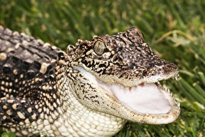 Young Alligator , mouth open, head and shoulders Young Alligator , mouth open, head and shoulders