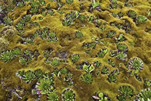 Young Giant Lobelias and Giant Groundsel (Tree Senecio) in deep moss on Freshfield Young Giant Lobelias and Giant Groundsel (Tree Senecio) in deep moss on Freshfield