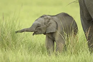 Corbett National Park Animals Prints: Young one of Indian
