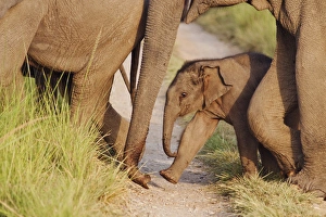 Young one of Indian / Asian Elephant, walking in the herd, Corbett National Park, India Young one of Indian / Asian Elephant, walking in the herd, Corbett National Park, India