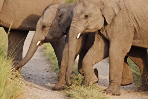 Young Indian / Asian Elephants (tuskers), Corbett National Park, India Young Indian / Asian Elephants (tuskers), Corbett National Park, India