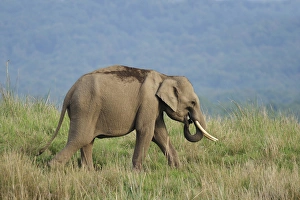 Young Indian Elephant on the move, Corbett National Park, India Young Indian Elephant on the move, Corbett National Park, India