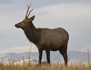 Young Male Elk with Horns Eating Grass National Bison Range Charlo Montana Young Male Elk with Horns Eating Grass National Bison Range Charlo Montana