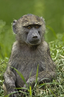 Young Olive Baboon, Lake Nakuru National Park, Kenya, Africa Young Olive Baboon, Lake Nakuru National Park, Kenya, Africa