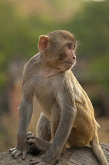 Prints of Young Rhesus monkey, Monkey Temple, Jaipur, Rajasthan, India Rhesus Monkey Prints: Young Rhesus Monkey Print, Jaipur, India