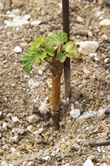 a very young vine first year after plantation in sandy soil at the experimental vineyard a very young vine first year after plantation in sandy soil at the experimental vineyard