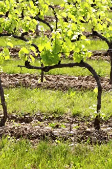 Young vines in the vineyard on the typical sandy pepply (galets) soil in Crozes Hermitage Young vines in the vineyard on the typical sandy pepply (galets) soil in Crozes Hermitage