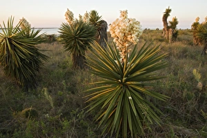 Yucca or Spanish Dagger (Yucca treculeana) in bloom, south Texas on the Laguna Madre (bay) Yucca or Spanish Dagger (Yucca treculeana) in bloom, south Texas on the Laguna Madre (bay)