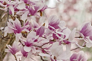 Yulan Magnolia tree blossoms, Louisville, Kentucky Yulan Magnolia tree blossoms, Louisville, Kentucky