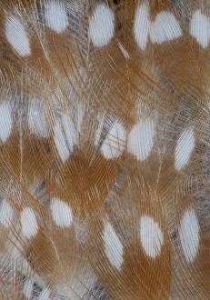 Zebra Finch feathers of a Fawn mutation in coloration Zebra Finch feathers of a Fawn mutation in coloration