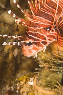 Zebra Lionfish (Dendrochirus zebra), Underwater Sea Life at Mindoro Island near Puerto Zebra Lionfish (Dendrochirus zebra), Underwater Sea Life at Mindoro Island near Puerto