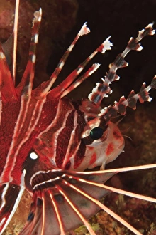 Zebra Lionfish (Dendrochirus zebra) Banda Sea, Indonesia Zebra Lionfish (Dendrochirus zebra) Banda Sea, Indonesia