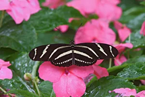 Zebra Prints: Zebra Longwing Print, Heliconius charitonius Butterfly Image