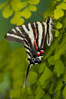 Zebra Swallowtail Butterfly, Eurytides marcellus Zebra Swallowtail Butterfly, Eurytides marcellus