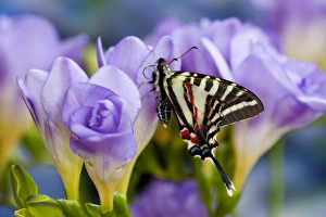 Zebra Swallowtail North American Swallowtail Butterfly Zebra Swallowtail North American Swallowtail Butterfly