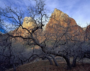 Zion National Park, Utah. USA. Oak trees in winter. Court of the Patriarchs. Zion Canyon Zion National Park, Utah. USA. Oak trees in winter. Court of the Patriarchs. Zion Canyon