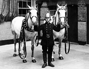 Fireman in brass helmet with two white horses Fireman in brass helmet with two white horses