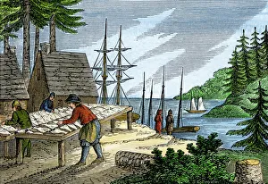 Drying and salting fish in colonial Maine Drying and salting fish in colonial Maine