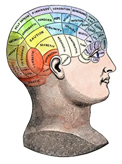 Phrenological model of personality traits Phrenological model of personality traits
