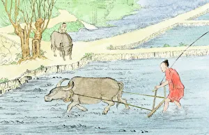 Plowing rice paddies with water buffalo Plowing rice paddies with water buffalo